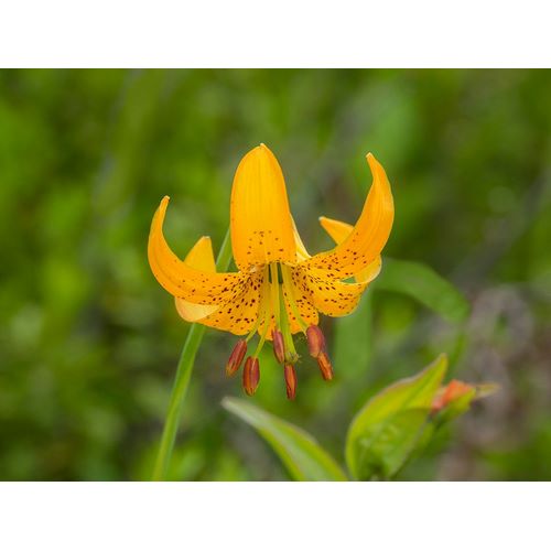 Wild, Jamie and Judy 아티스트의 Washington State-Central Cascades-Columbia Tiger Lily wildflower작품입니다.